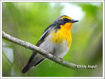 Narcissus Flycatcher ���ܮV��