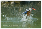 Black-capped Kingfisher �ŻB�A