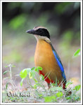 Blue-winged pitta �ůͤK����