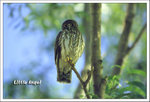 Brown Hawk Owl �N�