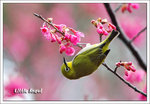Japanese White-Eye �t��¸���� 