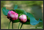 Lotus ����