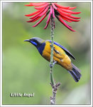 �������� Orange-bellied Leafbird