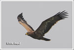 Steppe Eagle -Juvenile - �����(����)