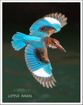 White-throated Kingfisher �կݻB�A