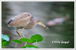 Yellow Bittern ��������