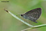 Aeromachus pygmaeus �ܾ���˽�