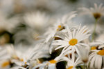 DSC_0466small