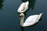 
Lucky Gooses live at Hong Kong Island South with a spacious home