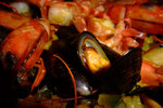 Paella calling...