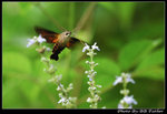 DSC_24576r