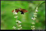 DSC_24587r