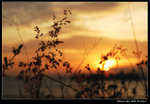 DSC_35021r