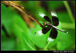 DSC_25605r
