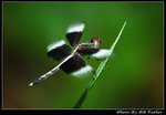 DSC_25655r