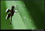 DSC_25725r