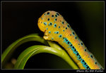 _DSC12244r
