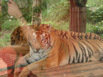 DSCF0078