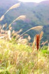IMG_1047
