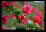 IMG_5088_resize