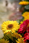 FlowShow2008001