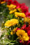 FlowShow2008004
