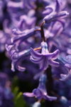 FlowShow2008005