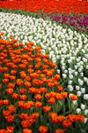 FlowShow2008014