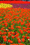 FlowShow2008023