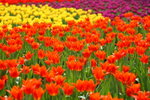 FlowShow2008027