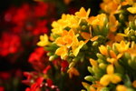 FlowShow2008033