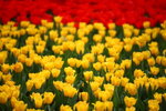 FlowShow2008043
