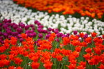 FlowShow2008044