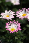 FlowShow2008054