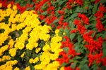 FlowShow2008059