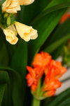 FlowShow2008067