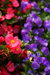 FlowShow2008070