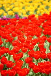 FlowShow2008145