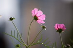 Flower2009-010_resize