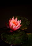 Flower2009-016_resize