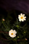 Flower2009-022_resize