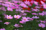 Flower2009-027_resize