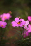 Flower2009-031_resize