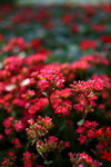 Flower2009-037_resize