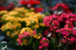 Flower2009-039_resize