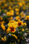 Flower2009-041_resize
