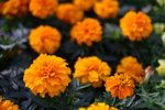 Flower2009-047_resize
