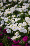 Flower2009-072_resize