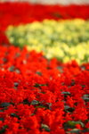 Flower2009-089_resize