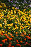 Flower2009-091_resize